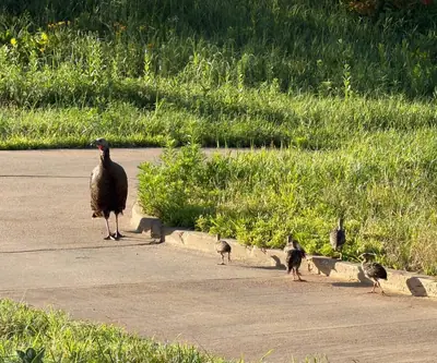 Wild turkey and young poults walking on a cart path at Quarry Oaks Golf Club in Ashland, Nebraska