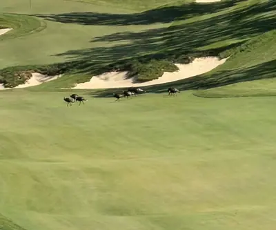 Wild turkeys walking across a fairway below sand bunkers at Quarry Oaks Golf Club in Ashland, Nebraska