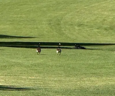 Canada geese walking across a mowed fairway at Legend Buttes Golf Course in Crawford, Nebraska