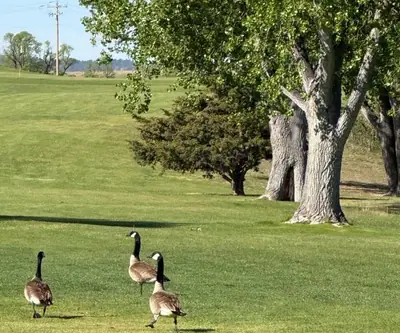 Canada geese walking across a fairway under cottonwood trees at Legend Buttes Golf Course in Crawford, Nebraska