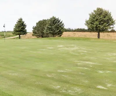Green with a flagstick bordered by evergreen trees and prairie grass at Club 91 Golf Course in Leigh, Nebraska