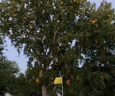 Yellow flag on a green beneath a towering shade tree at dusk at Riverview Golf Course in Scottsbluff, Nebraska