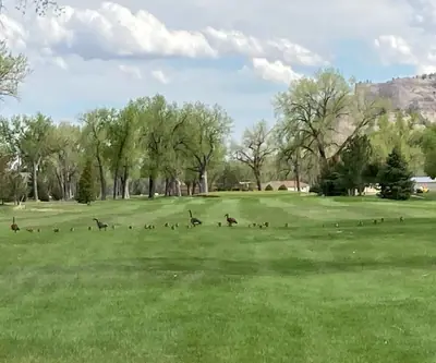 Geese and goslings crossing a fairway below a sandstone bluff at Riverview Golf Course in Scottsbluff, Nebraska